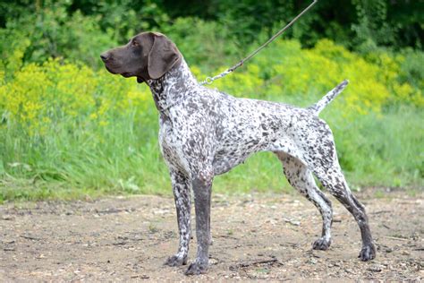 German Shorthaired Pointer .